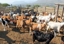 Goat breeding: the challenges faced by smallholders