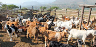 Goat breeding: the challenges faced by smallholders