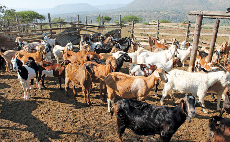 Goat breeding: the challenges faced by smallholders Goat breeding: the challenges faced by smallholders