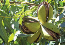 Pecan nuts: how to plan an orchard and prepare the soil