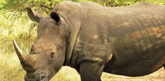 Rhino Horn Trade Africa website launched