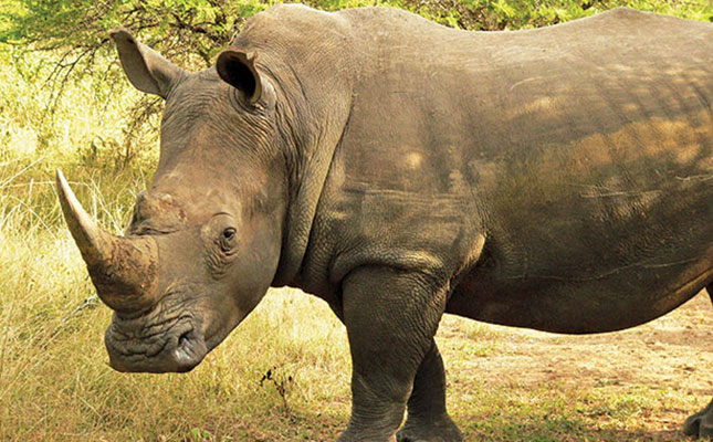Rhino Horn Trade Africa website launched