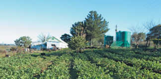 Eastern Cape urban agri projects to be rejuvenated