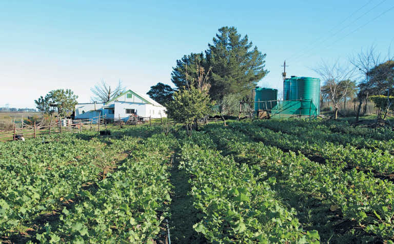 Eastern Cape urban agri projects to be rejuvenated