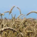 Determining wheat yield