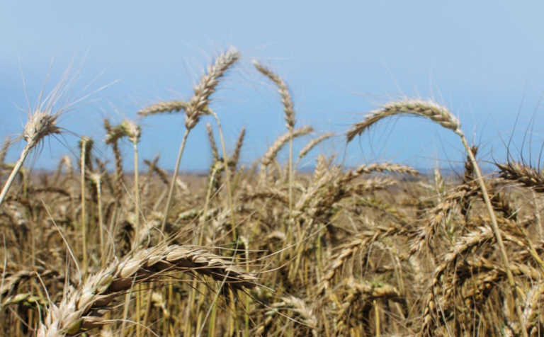 Determining wheat yield