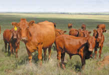 Veld to plate: Profiting from beef exports