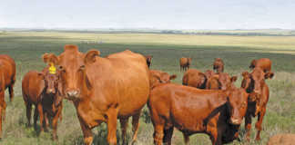 Veld to plate: Profiting from beef exports