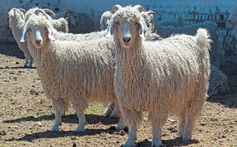 Eastern Cape’s world-class student Angora stud