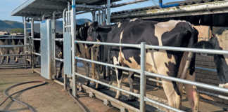 Public Protector to reopen Vrede dairy investigation