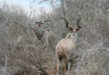 Increase in rabies outbreaks among Namibian kudus