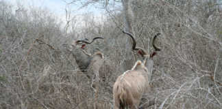 Increase in rabies outbreaks among Namibian kudus