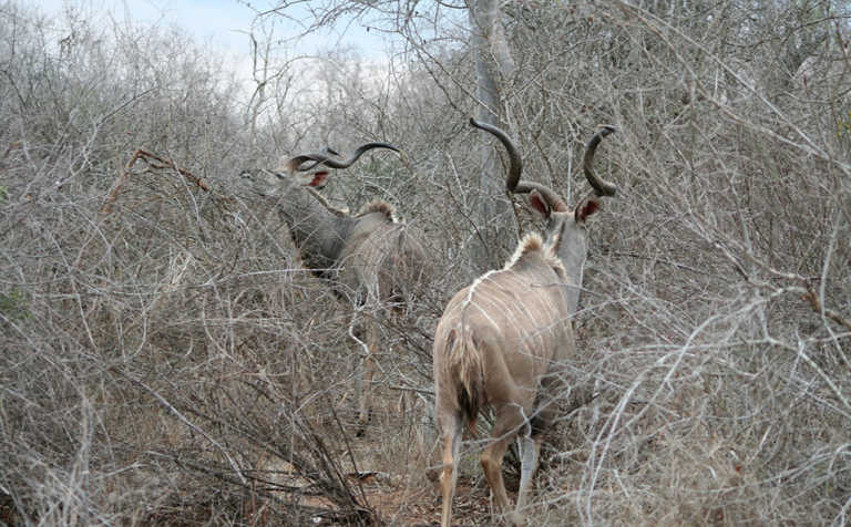 Increase in rabies outbreaks among Namibian kudus