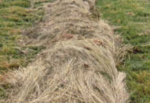 Feeding cattle: the basics