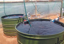 Aquaponics: how to get plumper, healthier fish