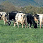 Sustainability in pasture- based dairy farming