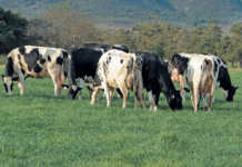 Sustainability in pasture- based dairy farming