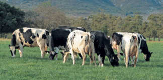 Sustainability in pasture- based dairy farming