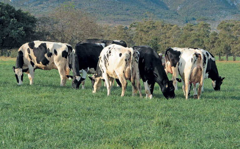 Sustainability in pasture-based dairy farming