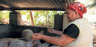 Small-scale pig farmer Augusta Thomas