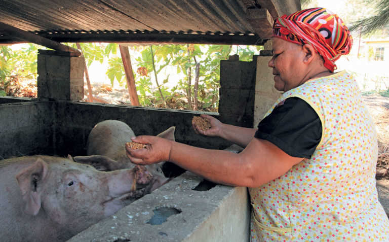 Small-scale piggery success in the Western Cape