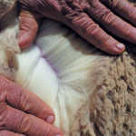 good-quality-wool