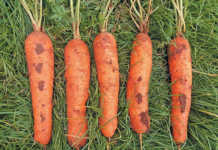 Learn how to grow carrots