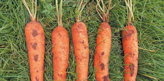 Learn how to grow carrots