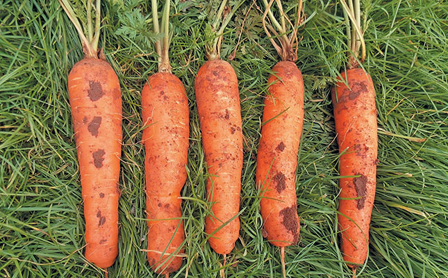 Learn how to grow carrots