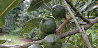 China's demand for macadamias boosts local production