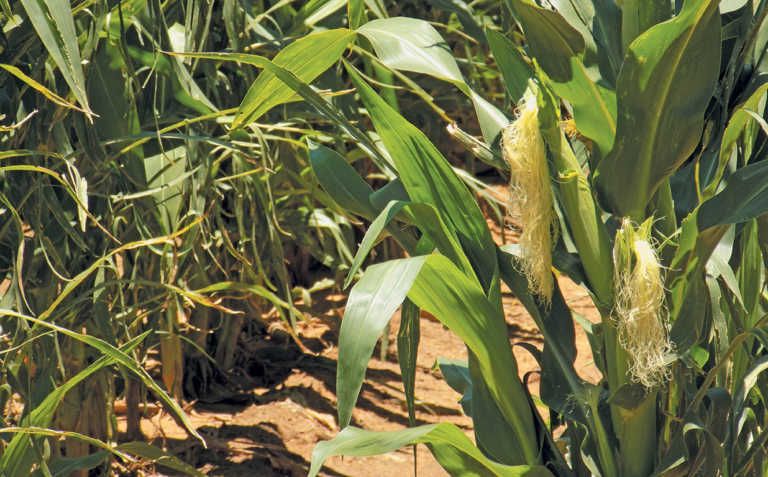Possible fall armyworm outbreak in North West