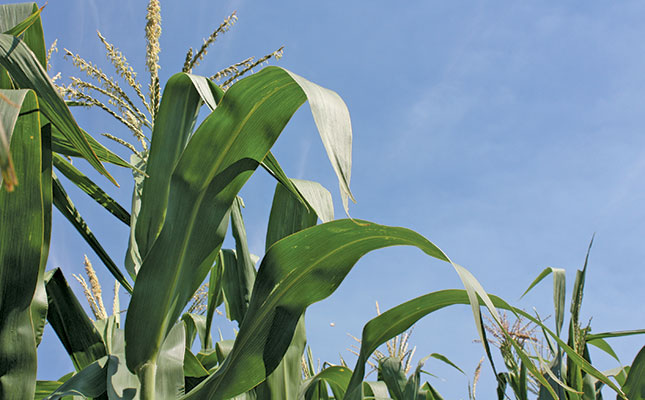 Bigger maize harvest expected for SA