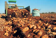 ‘Quality drives demand’ – SA potato farmer of the year
