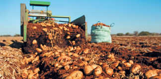 ‘Quality drives demand’ – SA potato farmer of the year