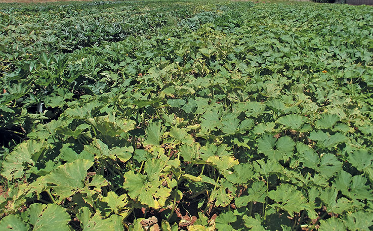 Why pumpkins need space to grow Why pumpkins need space to grow