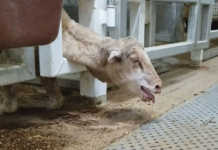 Shocking footage of live sheep exports from Australia