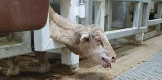 Shocking footage of live sheep exports from Australia