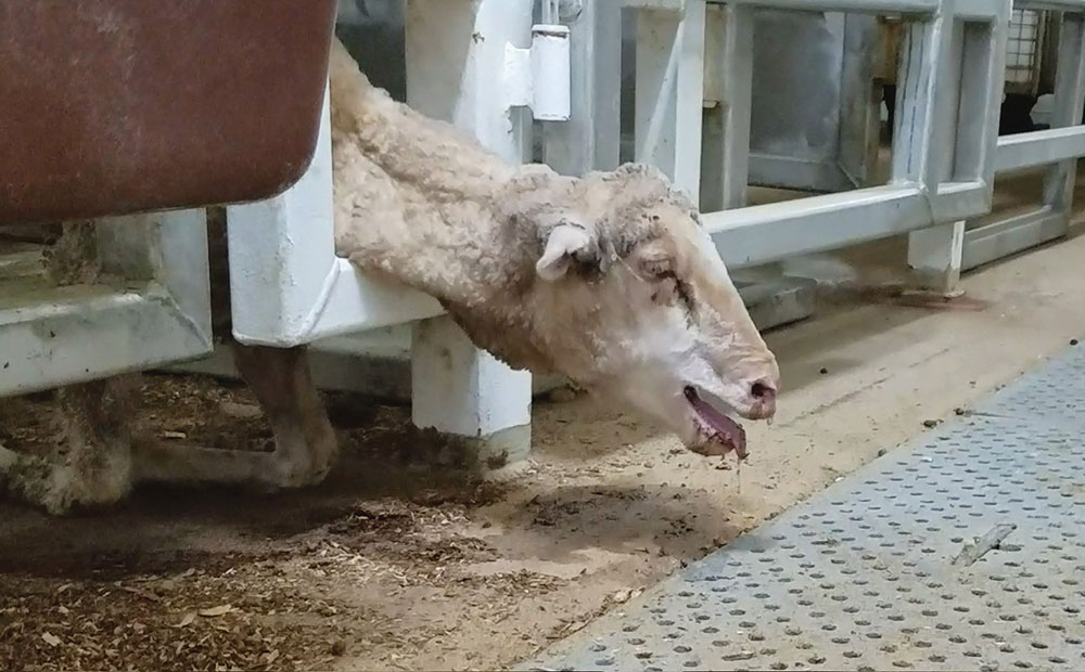Shocking footage of live sheep exports from Australia