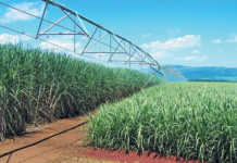 Smarter ways to irrigate sugarcane