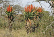Tips on how to grow aloe