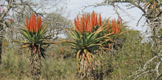 Tips on how to grow aloe