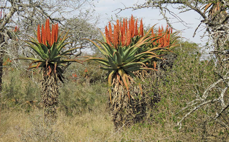 Tips on how to grow aloe