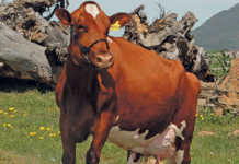 Signs of a healthy dairy cow