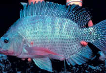 Know your Tilapia strains