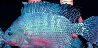 Know your Tilapia strains