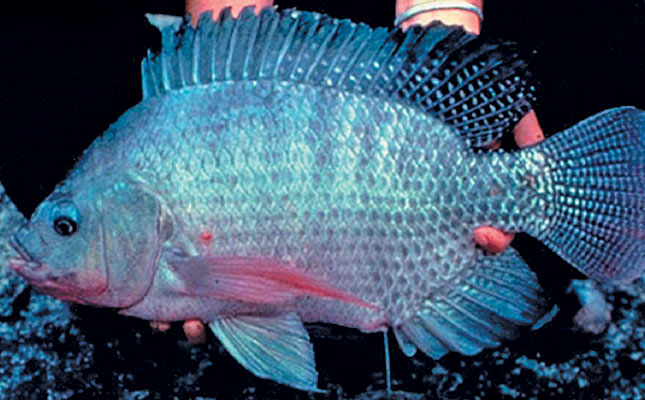 Know your Tilapia strains
