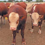 Herefords in Namibia: 100 years of genetic improvement