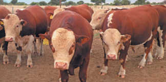 Herefords in Namibia: 100 years of genetic improvement