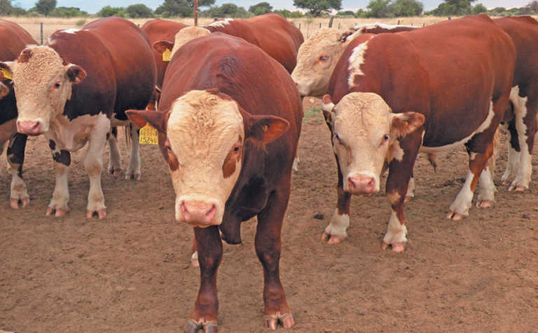 Herefords in Namibia: 100 years of genetic improvement