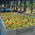 From fruit hawker to successful lemon exporter